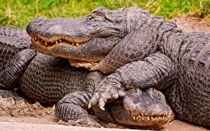 Papel de Parede Desktop Crocodilos Animalia