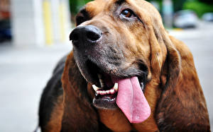 Papel de Parede Desktop Cão Basset Hound  um animal