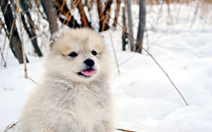 Bureaubladachtergronden Honden Alaska-malamute Pups