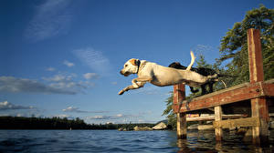Фотографии Собаки Ретривер Прыгает прыжок воду перона Животные