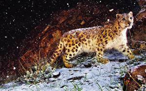 Bakgrunnsbilder Store kattedyr Snøleopard