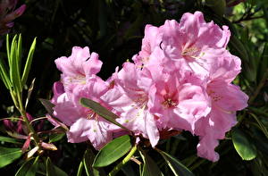 Fotos Rhododendren Blumen