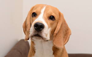 Papel de Parede Desktop Cães Beagle um animal