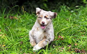 Bureaubladachtergronden Hond Australische herder Puppy Dieren