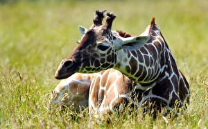 Фотографии Жираф лежит на траве Животные