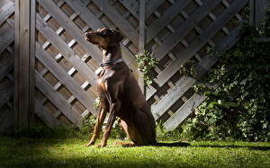 Hintergrundbilder Hunde Dobermann