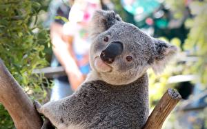 Fondos de escritorio Un oso Koalas un animal
