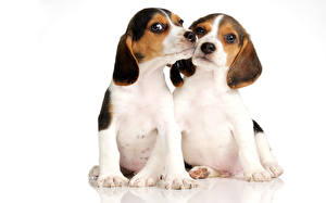 Papel de Parede Desktop Cães Beagle Filhotes  Animalia