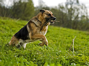 Bureaubladachtergronden Honden Herdershond Gras