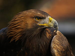 Image Bird Eagle