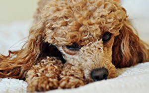 Фотография Собака Пудели коричневый пудель Животные