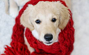 Pictures Dogs Retriever Puppy  Animals