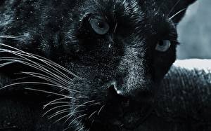 Bakgrundsbilder på skrivbordet Pantherinae Svart panter Morrhår Djur