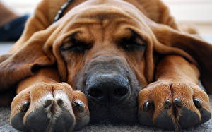 Фото Собака Бассет хаунд спит лапы морда Животные