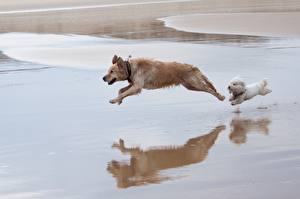 Desktop hintergrundbilder Hunde Laufen  Tiere