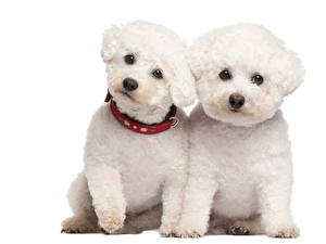 Картинки Собаки Болоньез Смотрят белые пушистые животное