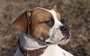Bakgrunnsbilder Hund Boxer Amstaff Dyr