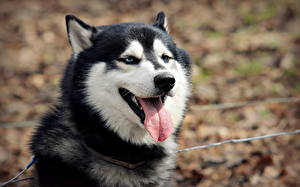 Fotos Hunde Siberian Husky Zunge Tiere