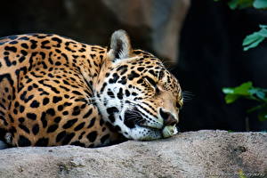 Bureaubladachtergronden Pantherinae Jaguars Dieren