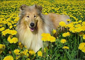 Pictures Dogs Dandelions Collie  Animals
