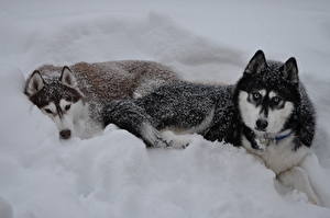 Pictures Dogs Husky Snow  animal