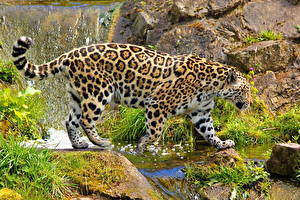 Papel de Parede Desktop Fauve Jaguar Animalia