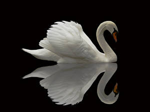 Desktop wallpapers Bird Swan Animals