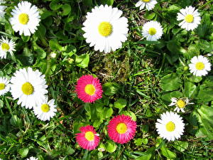 Bilder Gänseblümchen Blüte
