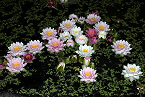 Bilder Seerosen Blüte