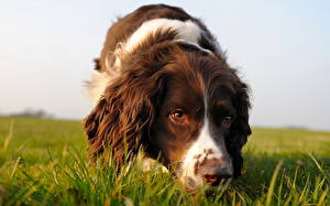 Tapety na pulpit Pies domowy Spaniel