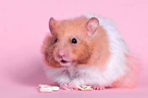 Papel de Parede Desktop Roedores Hamsters  Animalia