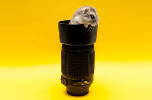 Hintergrundbilder Nagetiere Hamster  ein Tier