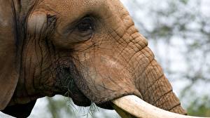 Tapety na pulpit Słonie Zwierzęta
