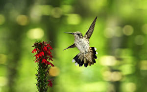 Hintergrundbilder Vögel Kolibris  Tiere