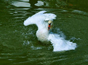 Фотография Птица Лебедь умывается животное