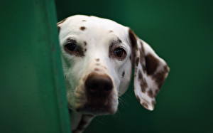 Bureaubladachtergronden Hond Dalmatiër  een dier