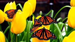 Images Insects Butterflies Animals
