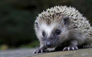 Pictures Hedgehogs Animals