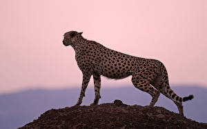 Fotos Große Katze Gepard  Tiere