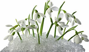 Desktop hintergrundbilder Schneeglöckchen  Blüte