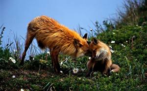 Picture Foxes