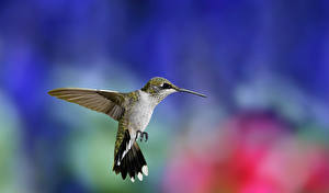 Bureaubladachtergronden Vogel Kolibries Kolibri