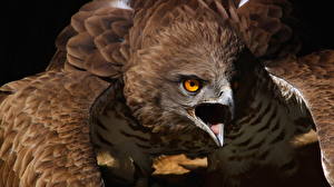 Wallpaper Bird Eagle