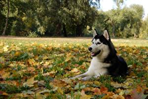 Hintergrundbilder Hund Siberian Husky  ein Tier