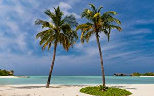 Wallpapers Tropics Maldives Palm trees Beaches Nature