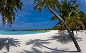 Tapety na pulpit Kraje tropikalne Malediwy Palmy Plaża Natura