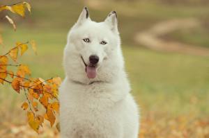 Fotos Hund Siberian Husky Weiß  ein Tier