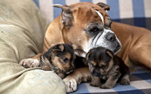 Картинки Собака Боксер Бульдог щенки на диване Животные