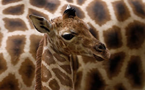 Bureaubladachtergronden Giraffen  een dier