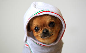 Картинка Собаки Чихуахуа Чихуахуа в куртке Животные